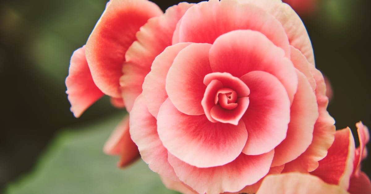 découvrez pourquoi votre bégonia ne fleurit pas et comment favoriser la floraison grâce à nos conseils pratiques de jardinage.