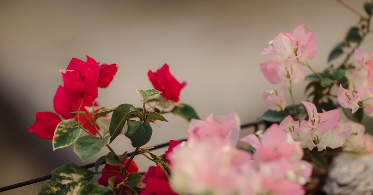 découvrez pourquoi votre dipladénia ne fleurit pas et apprenez les conseils essentiels pour encourager sa floraison abondante.