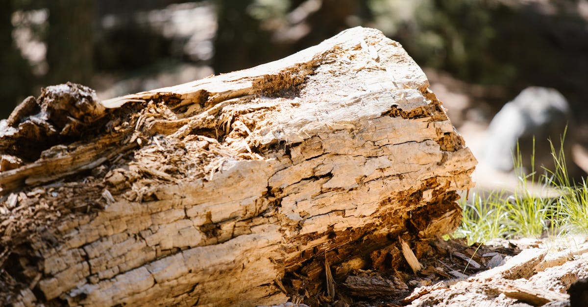 découvrez comment identifier et traiter le pourriture sèche, un problème courant des structures en bois qui peut causer des dégâts importants si non traité rapidement.