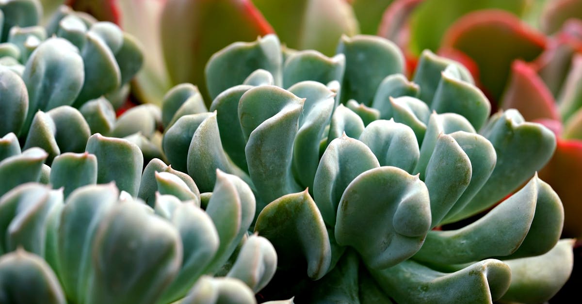 découvrez l'echeveria, une plante succulente élégante et facile à entretenir, idéale pour décorer votre intérieur avec style et simplicité.