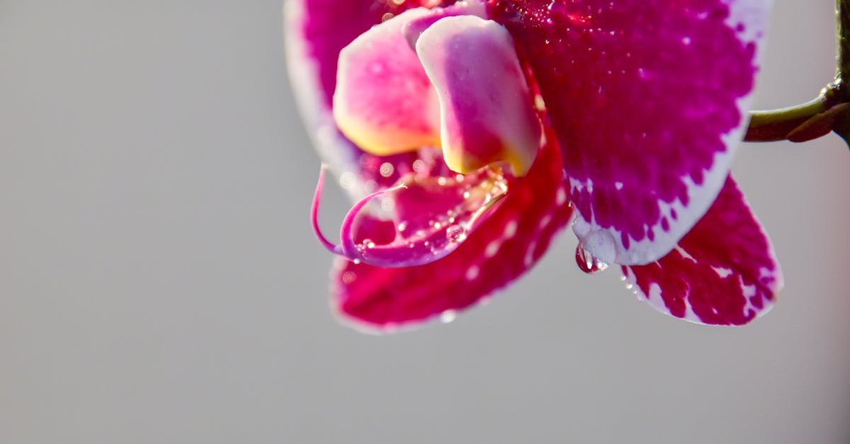 découvrez frozen orchid, une orchidée unique aux fleurs délicates et gelées, parfaite pour apporter une touche élégante et mystérieuse à votre intérieur.