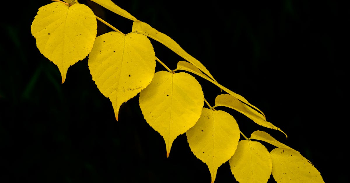 découvrez pourquoi les feuilles de votre gloriosa jaunissent et apprenez comment résoudre ce problème pour garder votre plante en bonne santé.