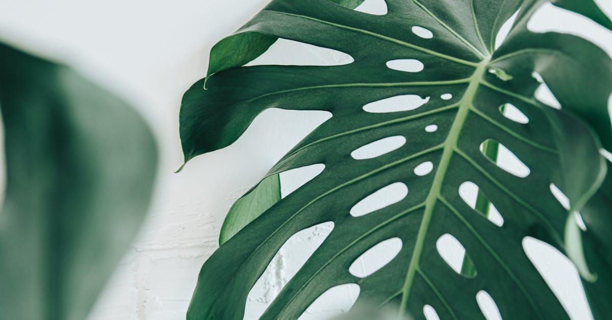 découvrez notre support pour monstera, idéal pour maintenir et valoriser la croissance de votre plante d'intérieur. stable, esthétique et facile à utiliser.