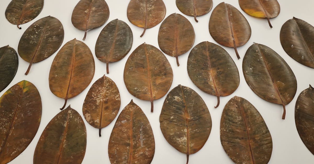 découvrez comment identifier et traiter un ficus trop arrosé pour sauver votre plante et favoriser sa croissance saine.
