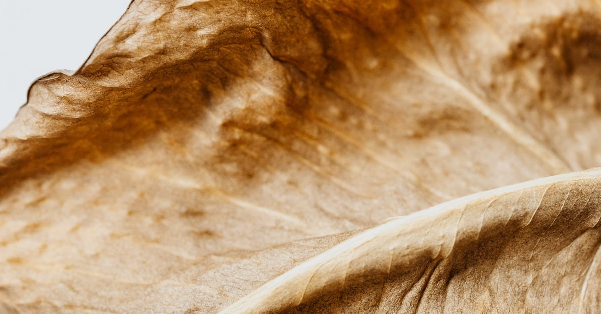 découvrez le pachira soft leaf, une plante d'intérieur élégante aux feuilles douces et luxuriantes, idéale pour apporter une touche de verdure et de sérénité à votre espace.