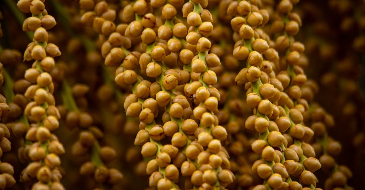 découvrez le meilleur moment pour enlever les graines de palmier afin d'assurer une germination optimale et une croissance saine de vos palmiers.