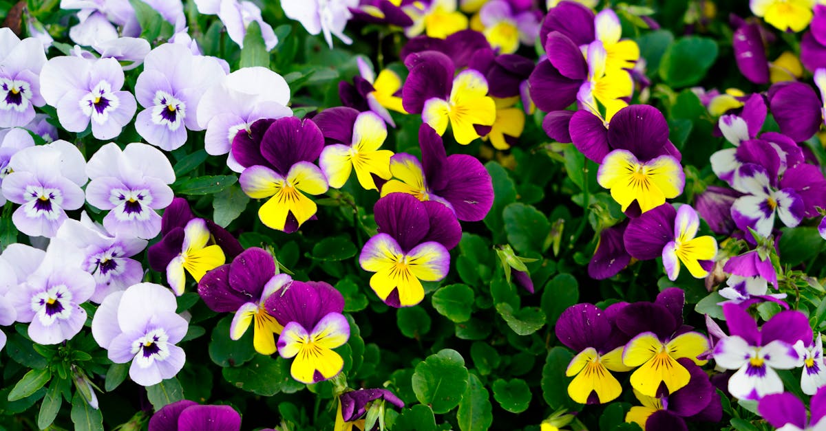 découvrez nos pensées colorées, idéales pour égayer votre jardin ou balcon avec leurs fleurs vibrantes et leur entretien facile.