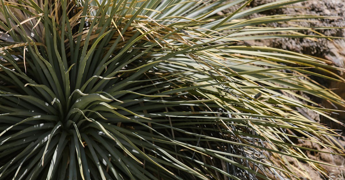 découvrez les signes de l'arrosage excessif du yucca et apprenez comment ajuster l'entretien pour garantir une croissance saine de votre plante.